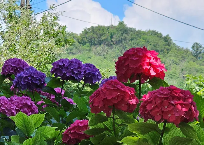 Szilvas 10 Сиглигет